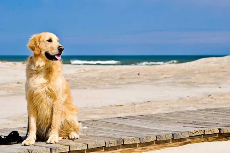 cani in spiaggia