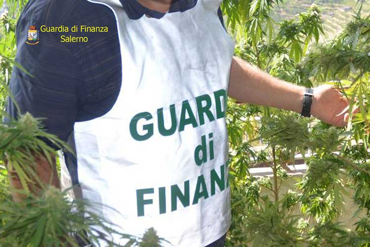 guardia di finanza marjiuana