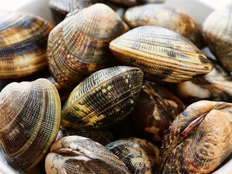 velenosissime le vongole veraci pescate a foce Sanro