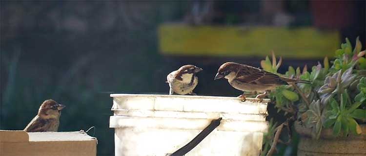 Coronavirus, cosa fare chiusi a casa