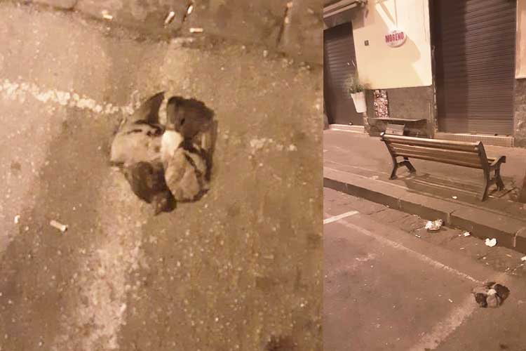 Il colombo morto da giorni in strada a via Matteotti