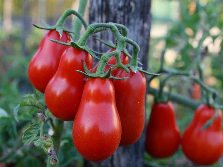 pomodoro corbarino