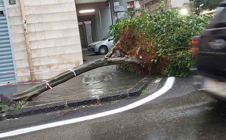 l'albero abbattuto in via Siciliano