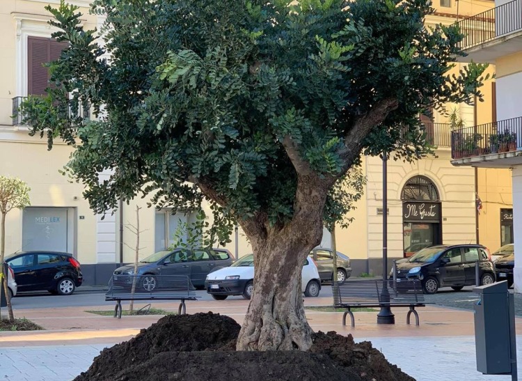 albero piazza de santi