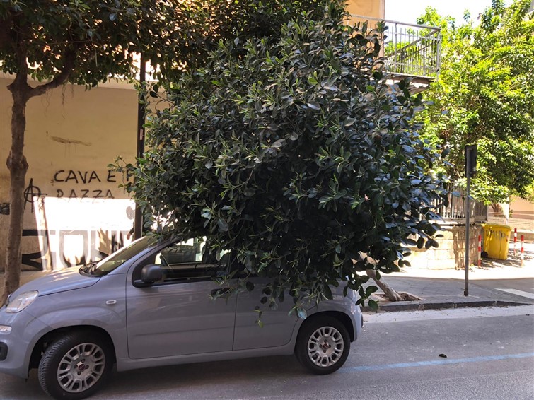 albero caduto via siciliano