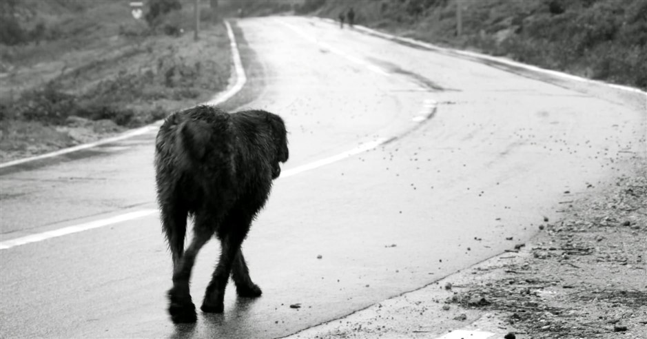 cane abbandonato