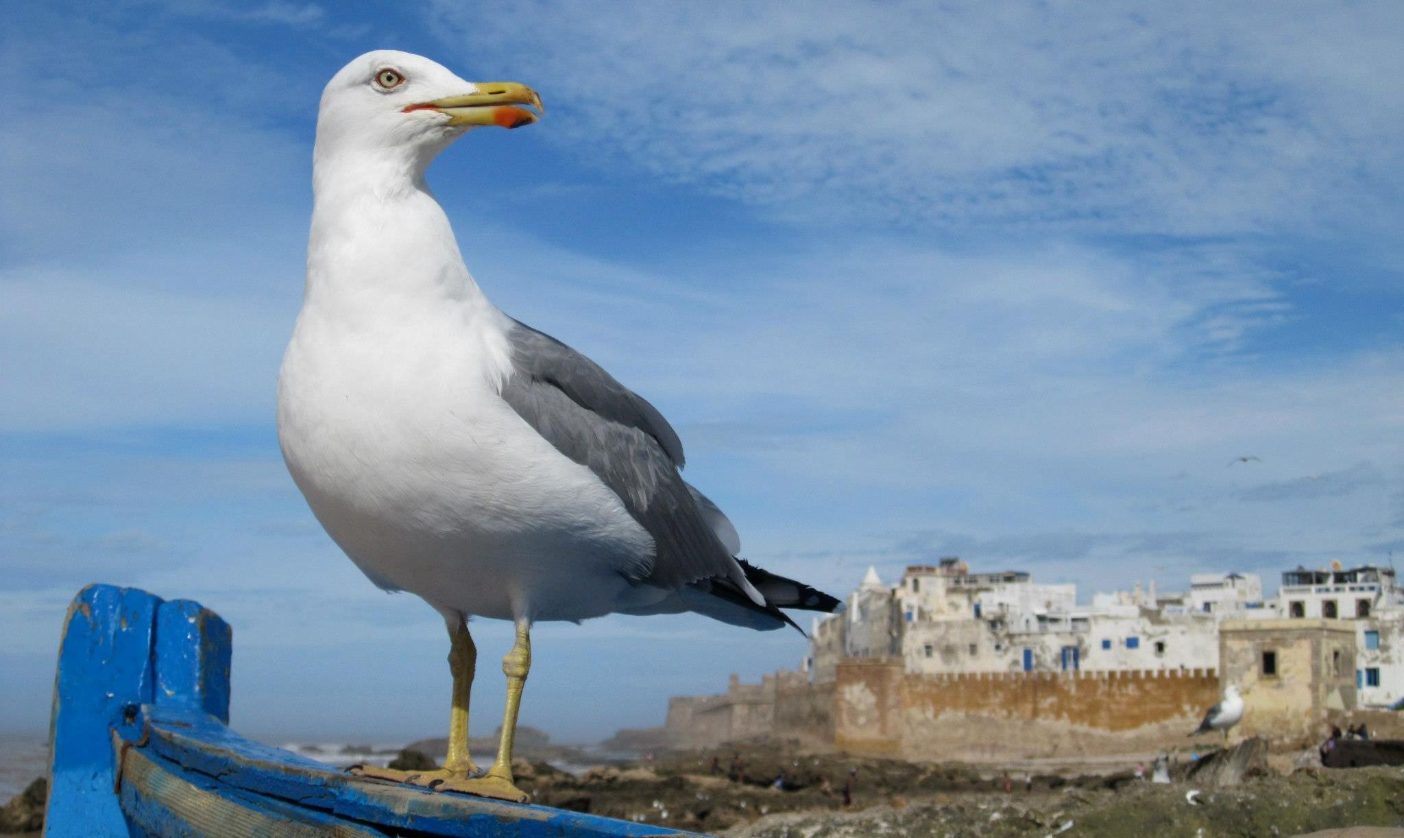 gabbiano ucciso capri