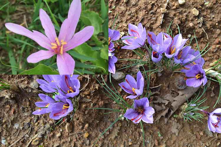 Fiori di zafferano e, nel riquadro, un fiore di colchico